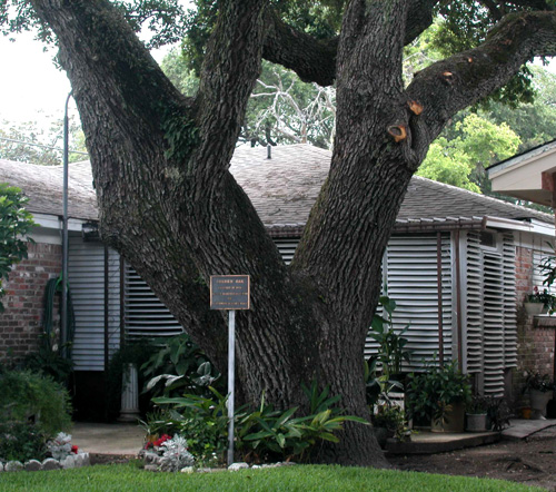 Borden Oak-recent